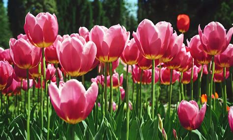 Tulips Spring Flowers Free Stock Photo - Public Domain Pictures