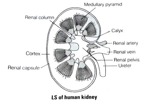 Human Kidney Diagram Labelled