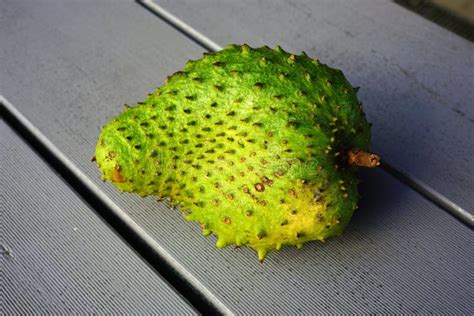 Green soursop fruit stock photo. Image of green, australia - 99511332