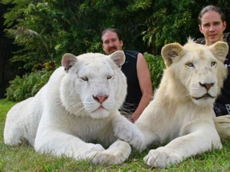 White Liger Cubs