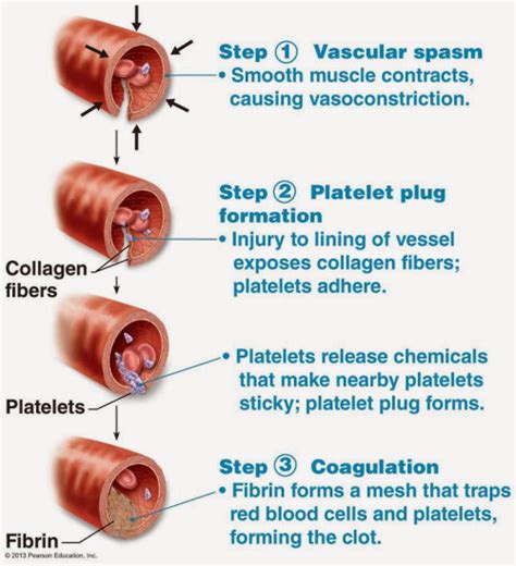 biochemistry - How does alum help in blood coagulation? - Biology Stack Exchange