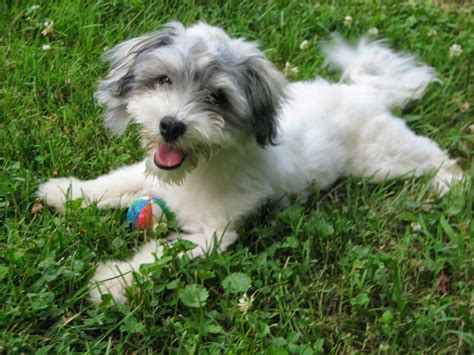 Rules of the Jungle: Havanese dogs: The Insular Breed