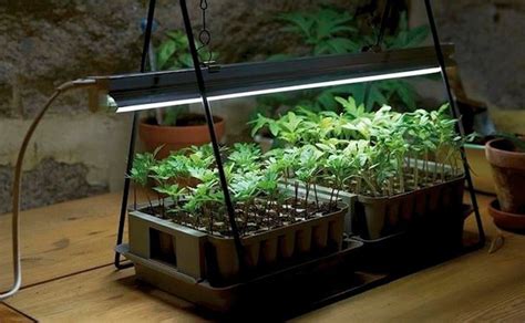 Growing Plants Indoors With Artificial Lights & Its Benefits | Grown ...