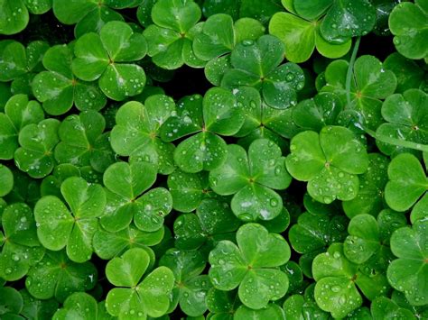 Shamrock Wallpapers - Wallpaper Cave | Plant leaves, Clover plant ...