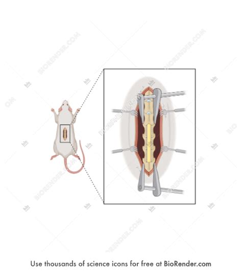 Free Rat lumbar spinal surgery Icons, Symbols & Images | BioRender