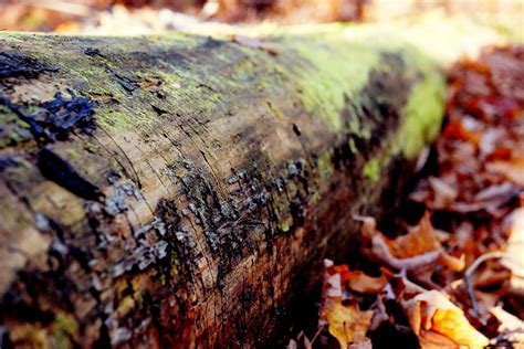 Free Images : nature, forest, wood, leaf, fall, flower, trunk, bark ...