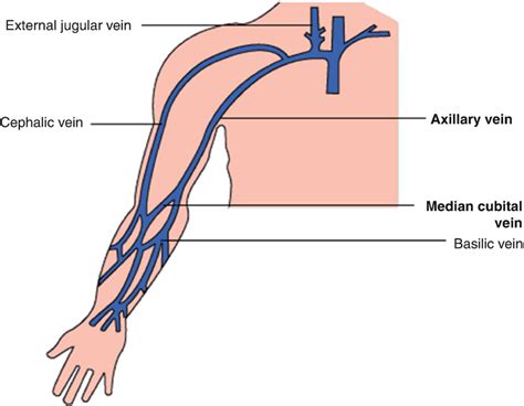 Vena basilica - The history of medicine, etymology and more