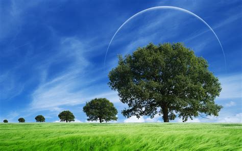 Free Wallpaper Of Natural Scenery: Green Grass Waving With The Wind ...