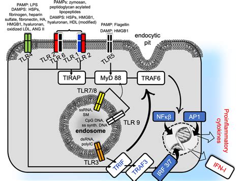 Simplified scheme of TLR activation pathways. Upon recognition, the... | Download Scientific Diagram