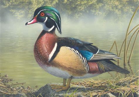 Wood Duck - Robert Hautman Desert Painting, Birds Painting, Art Painting Oil, Watercolor ...