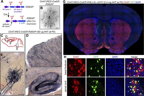 Figures and data in Complete morphologies of basal forebrain ...