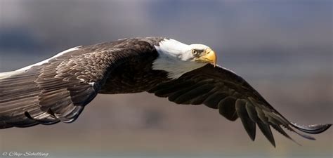 chip schilling photography | Bald Eagles of Onondaga Lake Syracuse