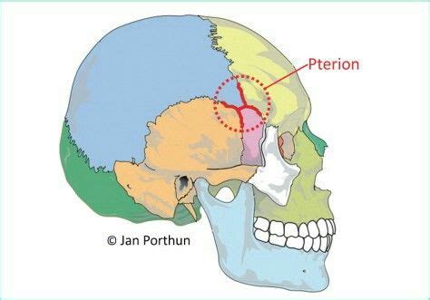 Pterion | Anatomy art