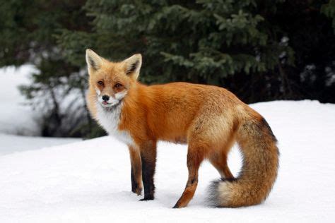 The first confirmed sighting of a rare Sierra Nevada red fox in Yosemite National Park in nearly ...