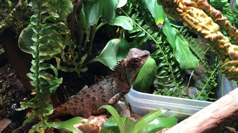 Update on Carmella the Mountain horned lizard Mountain Horned dragon (Acanthosaura capra) - YouTube