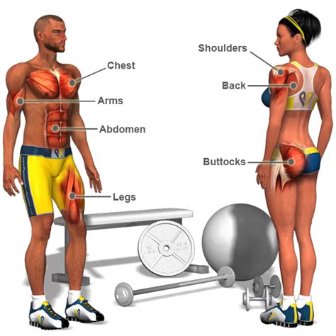 Muscles are great fat-burners - so get pumping! - Health in Hand