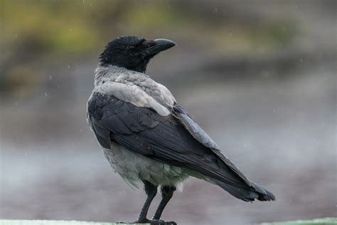 Hooded crow - Ray Brown Wildlife Photography | Ray Brown Wildlife ...