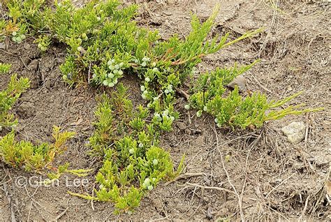 Juniperus horizontalis photos Saskatchewan Wildflowers