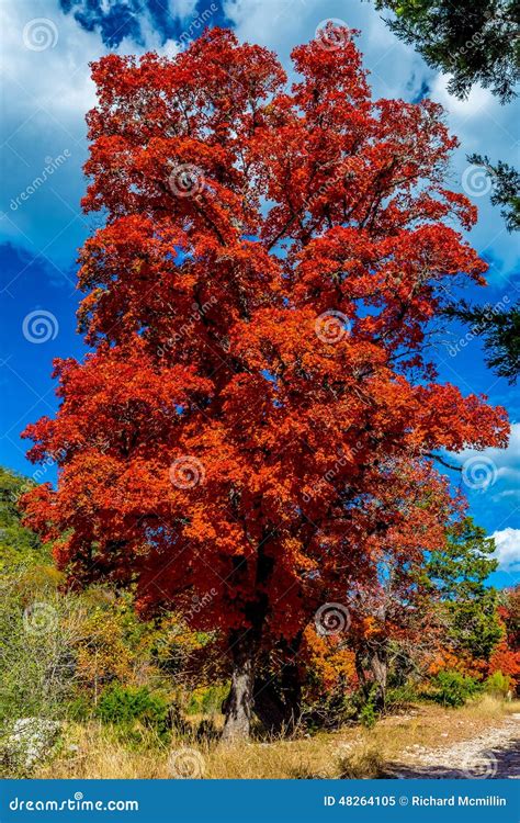 Fiery Orange Fall Foliage of Lost Maples State Park, Texas Stock Image - Image of landscape ...