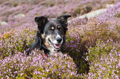 Gelert - My dog Photograph by Rory Trappe