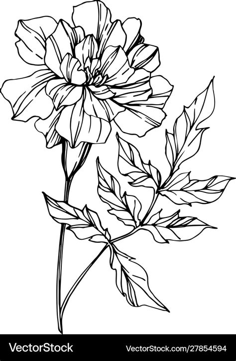 Marigold Flower Line Drawing | Best Flower Site