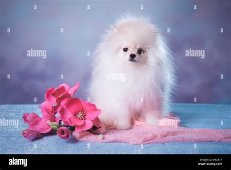 Cute White fluffy puppy Stock Photo - Alamy