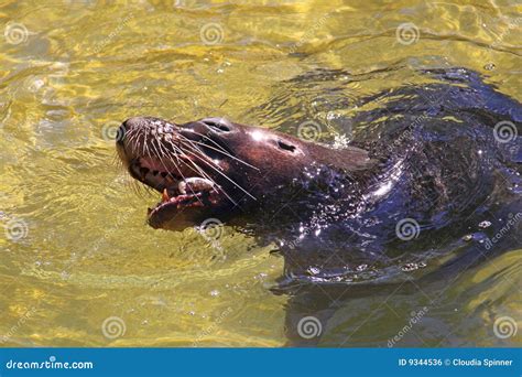 Australian Sea-Lion Eating a Fish Stock Photo - Image of fish, ripple ...