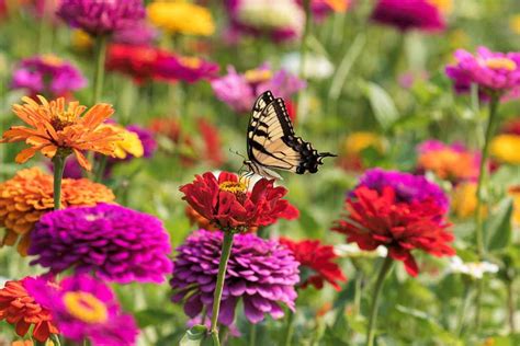 Enhance the Pollinator Population in Your Garden with these Native ...