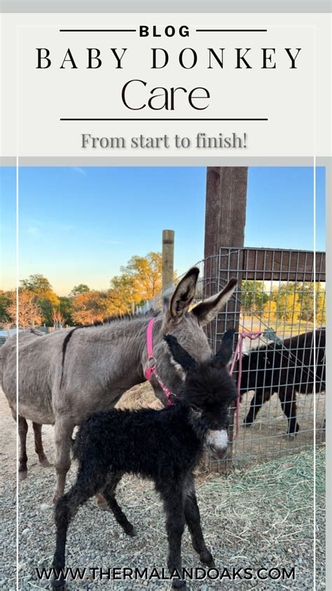 Baby Donkey Care | Thermaland Oaks