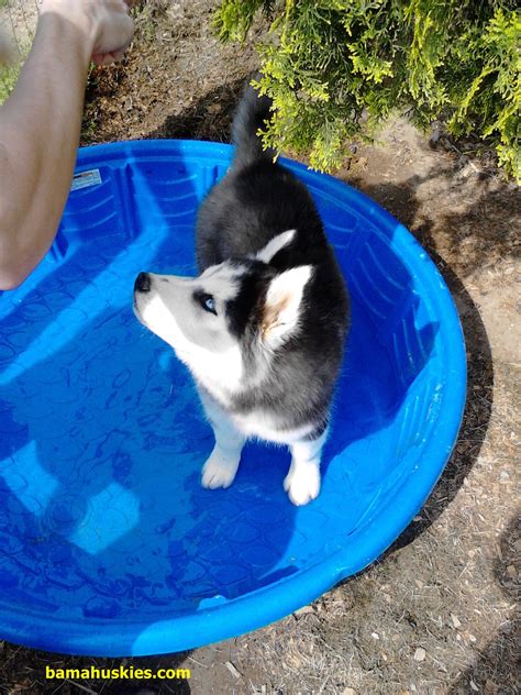 What Does It Cost To Raise A Siberian Husky? - Siberian Husky Puppies For Sale
