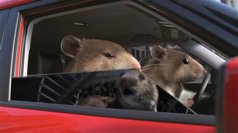 Kia Soul Hamster Commercial in HD(High Definition) - YouTube