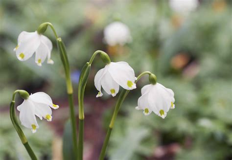 Snowdrops (Galanthus nivalis)