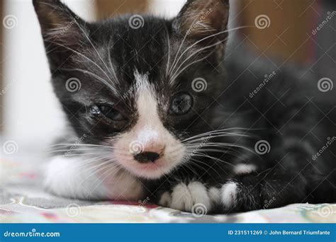 Kitten eye infection stock image. Image of people, cats - 231511269