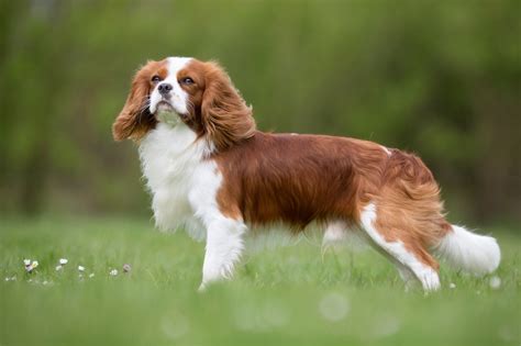 What Is The Difference Between A King Charles Spaniel And A Cavalier