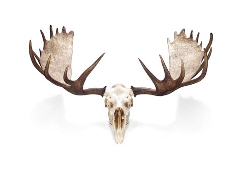 A PAIR OF NORTH AMERICAN MOOSE ANTLERS , SECOND HALF 20TH CENTURY | Christie's