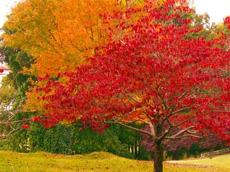 Posts about Video on Eddings Hill | Autumn trees, Red fall, Trees for front yard