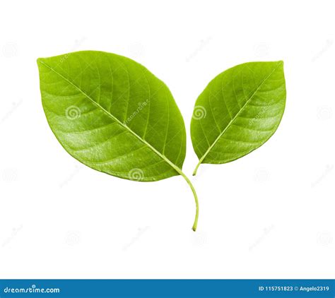 Two leaf stock image. Image of supply, ecology, white - 115751823