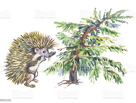 Dwarfish Fir And Hedgehog Stock Illustration - Download Image Now - Animal, Arts Culture and ...