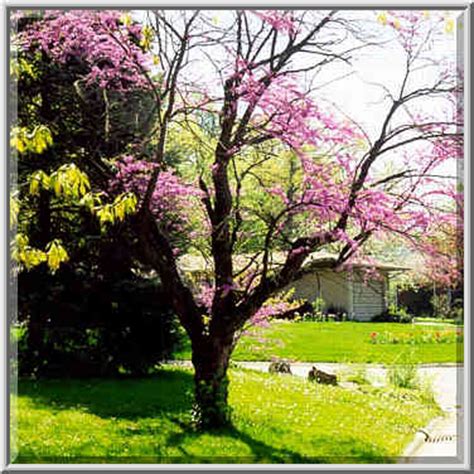 Redbud Tree: Pictures, Images, Photos of Red Bud Shrub