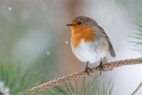 Red Robin Spiritual Meaning & Symbolism: The Full Guide