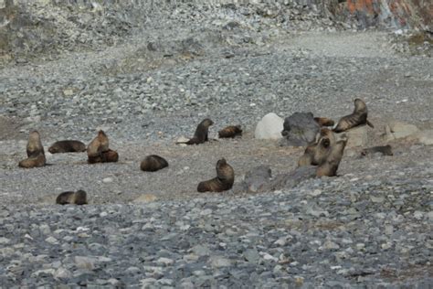 Seals And Seals In Antarctica Stock Photo - Download Image Now - Antarctica, Catfish, Fur Seal ...