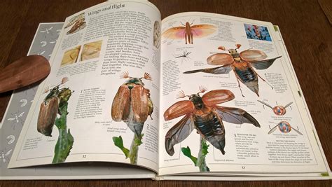 Insect - Eyewitness Books - Lawrence Mound - First Edition Children's ...