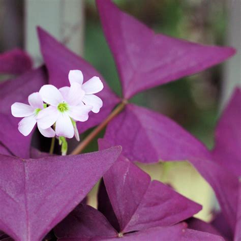 Purple Oxalis Bulbs For Sale Online | Shamrock Plants – Easy To Grow Bulbs