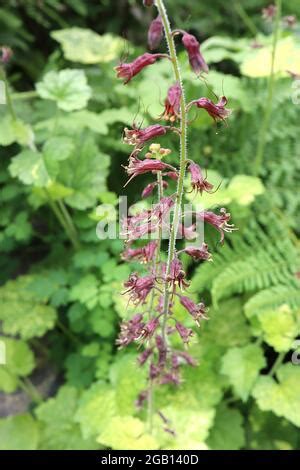 Piggyback plant (Tolmiea menziesii) flowers Stock Photo - Alamy