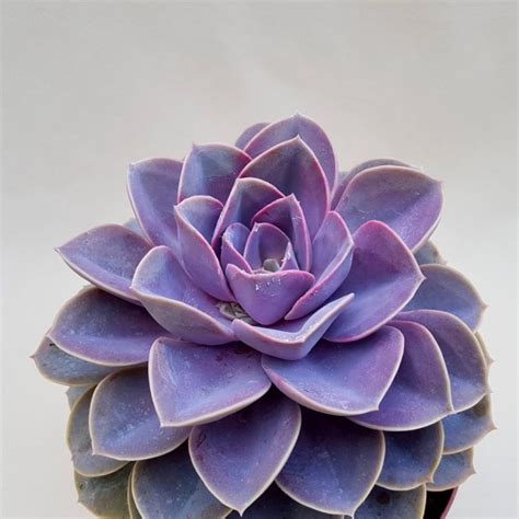 40 Stunning Succulents With Purple Tips - Our Blue Ridge House