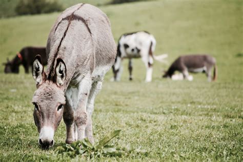 Images Gratuites : mammifère, vertébré, pâturage, herbe, faune, prairie, bétail, Animal ...