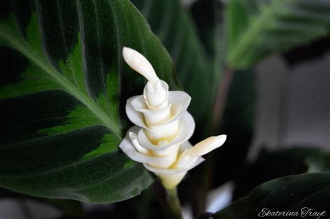 Forest Lair: Calathea Flowers [Daily Photo #444]