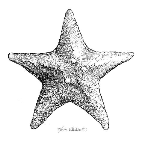 Starfish Pencil Drawing at PaintingValley.com | Explore collection of ...