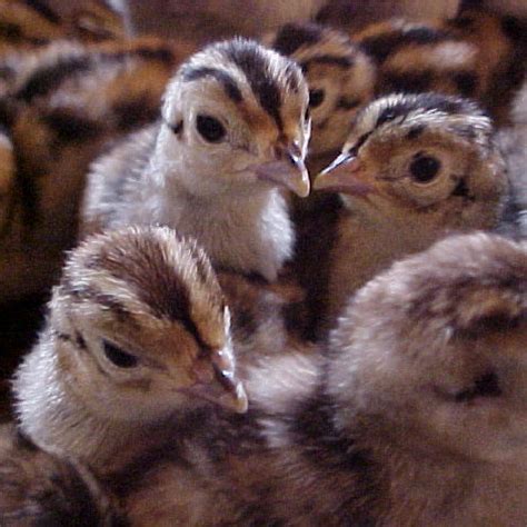 Ringneck Pheasant Day Old Chicks