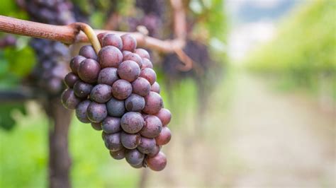 Pinot Gris vs Pinot Grigio - What’s the Difference? - Palate Club